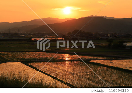 田舎の風景、水田に映る夕日 田舎の風景、水田に映る夕日 116994330
