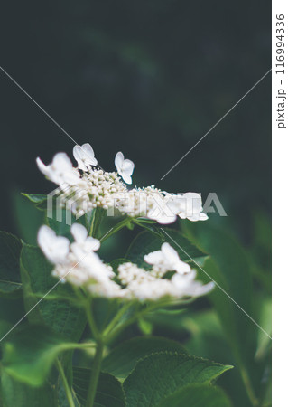 白いガクアジサイ 116994336