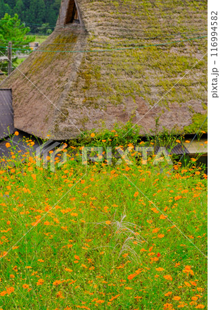 草の生えた茅葺屋根 116994582