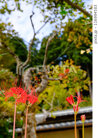 美山かやぶきの里の秋 116994583