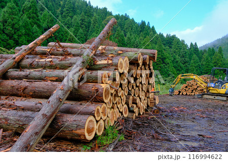 切り出された杉の丸太 切り出された杉の丸太 116994622