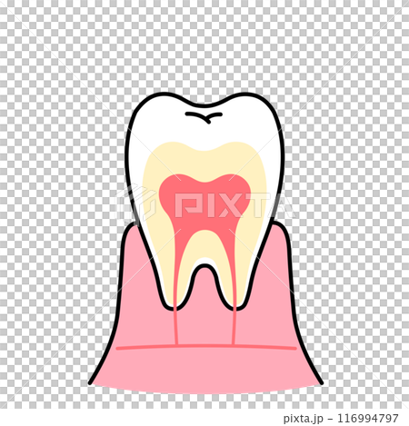Illustration of a cross section of a tooth 116994797