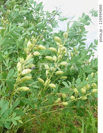 ムラサキセンダイハギの種 116994866