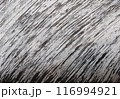 黒　墨跡　全画面　斜線　テクスチャ 116994921