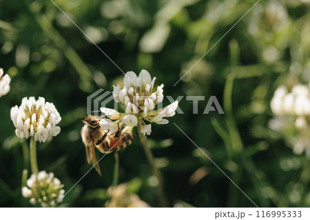Honey bee collecting nectar on clover blossom. Pollination. Environmental concept, saving the bees concept Honey bee collecting nectar on clover blossom. Pollination. Environmental concept, saving the bees concept 116995333