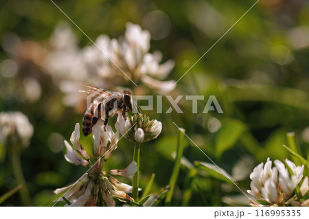 Honey bee collecting nectar on clover blossom. Pollination. Environmental concept, saving the bees concept Honey bee collecting nectar on clover blossom. Pollination. Environmental concept, saving the bees concept 116995335