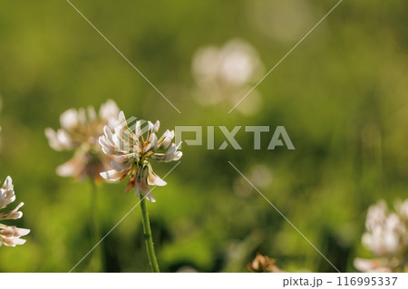 Blooming white clover flowers on the lawn in the garden. Blooming ecology nature landscape. White clover flowers among the grass. Landscape design concept. Saving wildlife concept. Blooming white clover flowers on the lawn in the garden. Blooming ecology nature landscape. White clover flowers among the grass. Landscape design concept. Saving wildlife concept. 116995337