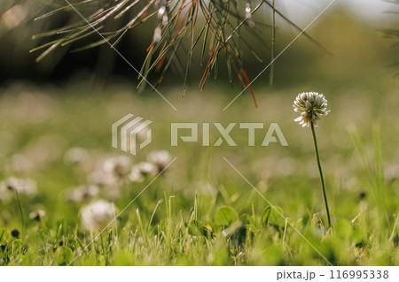 Blooming white clover flowers on the lawn in the garden. Blooming ecology nature landscape. White clover flowers among the grass. Landscape design concept. Saving wildlife concept. Blooming white clover flowers on the lawn in the garden. Blooming ecology nature landscape. White clover flowers among the grass. Landscape design concept. Saving wildlife concept. 116995338