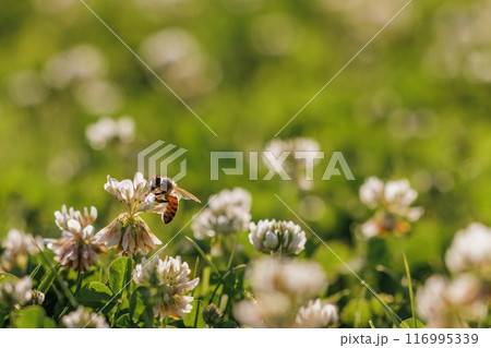 Honey bee collecting nectar on clover blossom. Pollination. Environmental concept, saving the bees concept 116995339