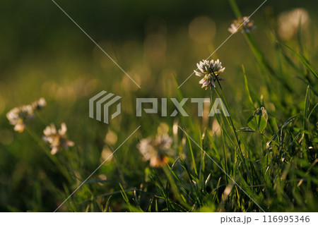 Blooming white clover flowers on the lawn in the garden. Blooming ecology nature landscape. White clover flowers among the grass. Landscape design concept. Saving wildlife concept. 116995346