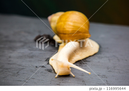 Achatina giant macro photo, large domestic tame snail crawling on a black stone. Pets concept 116995644