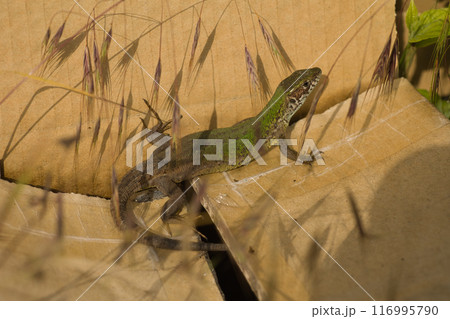 beautiful green lizard on the ground with a green flower near its head beautiful green lizard on the ground with a green flower near its head 116995790