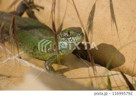 beautiful green lizard on the ground with a green flower near its head beautiful green lizard on the ground with a green flower near its head 116995792