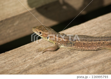 beautiful green lizard on the ground with a green flower near its head beautiful green lizard on the ground with a green flower near its head 116995793