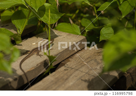 beautiful green lizard on the ground with a green flower near its head 116995798
