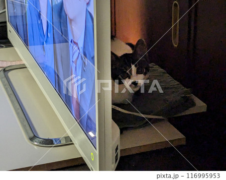 テレビの裏で隠れる猫 116995953