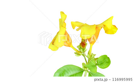 Cut-out image of a yellow flower on a white background with clipping paths. Cut-out image of a yellow flower on a white background with clipping paths. 116995995