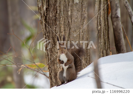 エゾリス 116996220