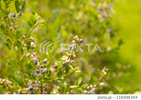 Ripe blueberries on a bush on a nature background. Vitamins, cultivation, harvest, vegetarian concept. Plantation of blueberry cultivated at bio farm Ripe blueberries on a bush on a nature background. Vitamins, cultivation, harvest, vegetarian concept. Plantation of blueberry cultivated at bio farm 116996304