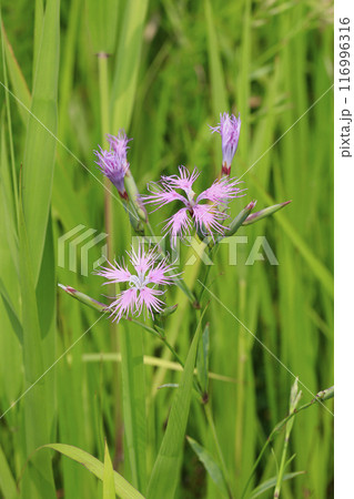 仏沼に咲くエゾカワラナデシコ 116996316