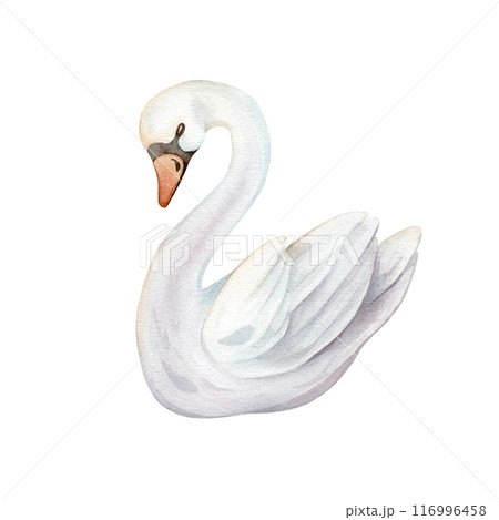 Watercolor hand painted illustration cute swans. Isolated on white background. White pastel colors bird. Wedding symbol of fidelity in the family 116996458