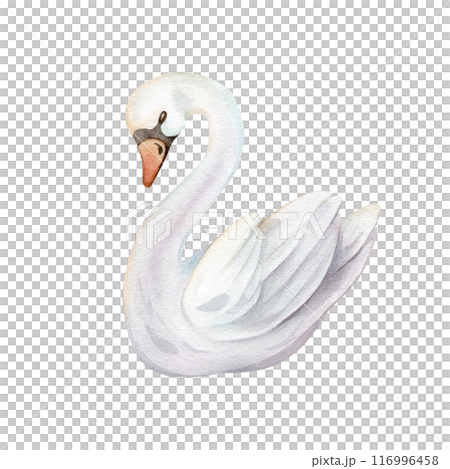 Watercolor hand painted illustration cute swans. Isolated on white background. White pastel colors bird. Wedding symbol of fidelity in the family Watercolor hand painted illustration cute swans. Isolated on white background. White pastel colors bird. Wedding symbol of fidelity in the family 116996458