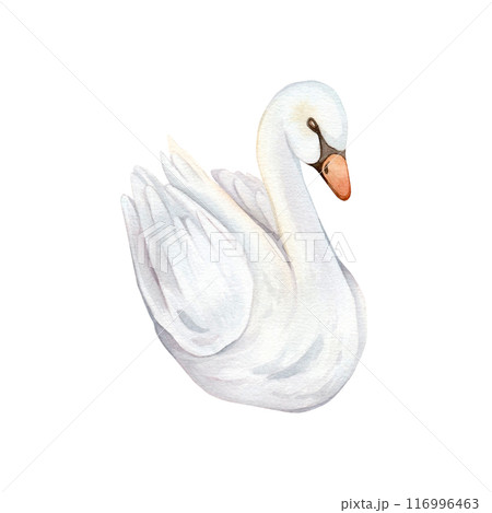 Watercolor hand painted illustration cute swans. Isolated on white background. White pastel colors bird. Wedding symbol of fidelity in the family 116996463