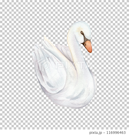 Watercolor hand painted illustration cute swans. Isolated on white background. White pastel colors bird. Wedding symbol of fidelity in the family 116996463