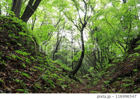 長井坂城跡 長井坂城跡 116996547