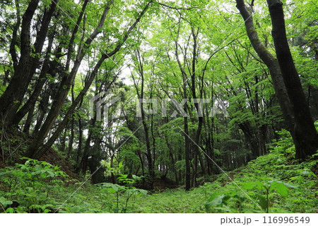 長井坂城跡 長井坂城跡 116996549