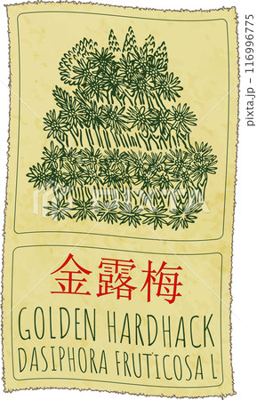 Vector drawing GOLDEN HARDHACK in Chinese. Hand drawn illustration. Latin name is DASIPHORA FRUTICOSA L 116996775
