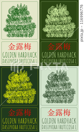 Set of vector drawing GOLDEN HARDHACK in Chinese in various colors. Hand drawn illustration. Latin name is DASIPHORA FRUTICOSA L. 116996776