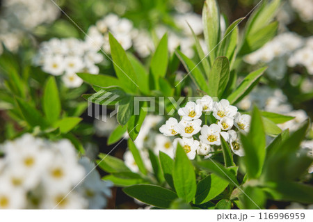 Flowering Spirea. Close up of white flowers of Spiraea betulifolia, also called meadowsweets. Natural background with blooming steeplebushes. 116996959