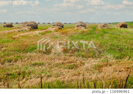 Hay collected in stacks on the field. Rural landscape in good weather. Countryside at summer or early autumn. Hay collected in stacks on the field. Rural landscape in good weather. Countryside at summer or early autumn. 116996961