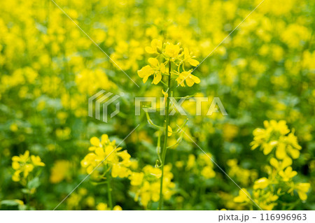Flowering Barbarea vulgaris, also called wintercress. Yellow flowers of winter rocket, rocketcress, yellow rocket, wound rocket. Natural background with blooming herb barbara, creases, or creasy 116996963