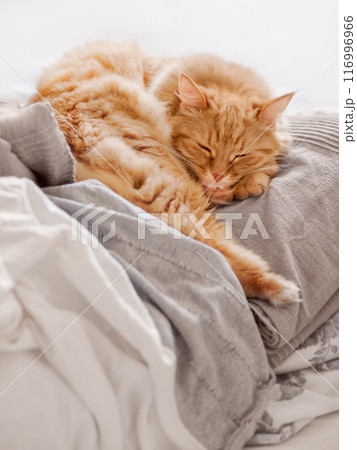 Ginger cat sleeps on pile of textile duvets. Fluffy pet has a rest in bed. Cute domestic animal lies on blankets with comfort. 116996966