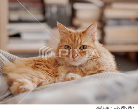 Ginger cat sleeps on pile of textile duvets. Fluffy pet has a rest in bed. Cute domestic animal lies on blankets with comfort. Book shelves on background. 116996967