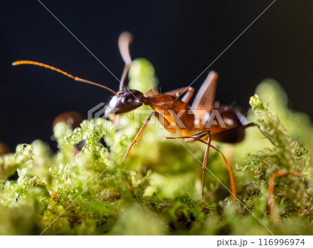 Macro photo of ant on green moss. Close up portrait of insect on dark background. Macro photo of ant on green moss. Close up portrait of insect on dark background. 116996974