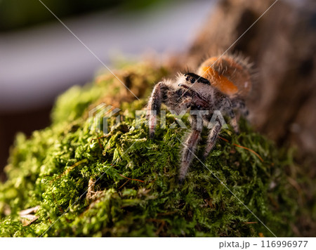 Macro portrait of Tarantula spider. Close up of big hairy Arachnida on green moss. Macro portrait of Tarantula spider. Close up of big hairy Arachnida on green moss. 116996977