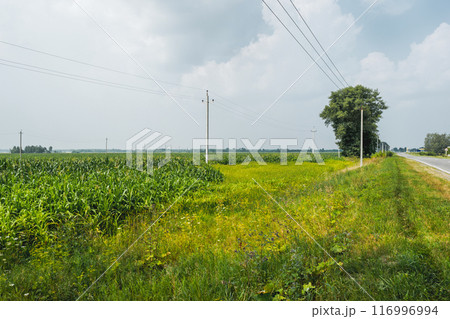 Countryside road and power lines near agricultural field with growing corn. Rural landscape with cereal plants. Electricity pillars on meadow. Countryside road and power lines near agricultural field with growing corn. Rural landscape with cereal plants. Electricity pillars on meadow. 116996994