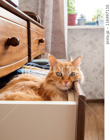 Curious ginger cat is sitting in chest of drawers. Fluffy pet has a rest among folded clothes. Domestic animal in bedroom. 116997138