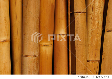 Golden Bamboo Stalks Under Sunlight Golden Bamboo Stalks Under Sunlight 116997463