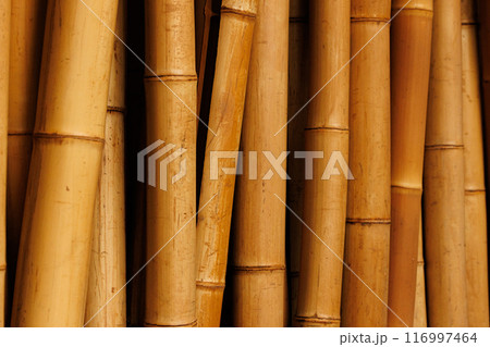 A Golden Grove of Bamboo Stalks 116997464