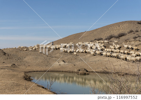 Majestic Flock 116997552