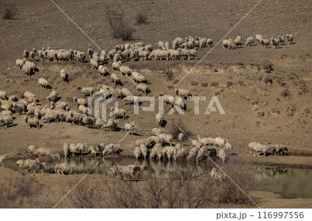 Pastoral Symphony 116997556