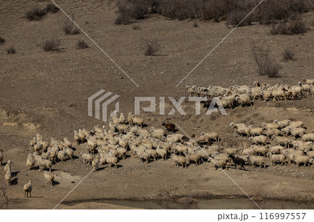 Majestic Sheep Overlooking Dry Grass Field 116997557