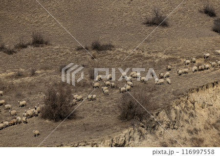 Harmony in Movement 116997558