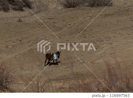 Solitary Donkey Carrying Load on a Rugged Georgian Hillside Solitary Donkey Carrying Load on a Rugged Georgian Hillside 116997563