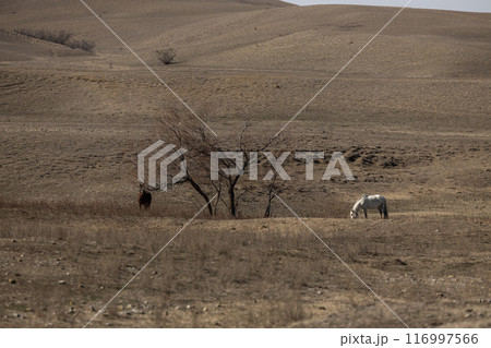 Serenity in the Georgian Countryside 116997566