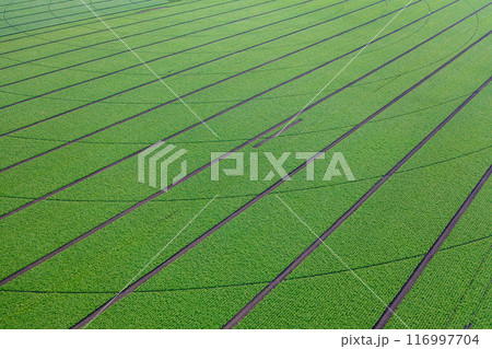 Sweeping Serenity 116997704